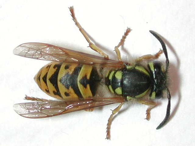 Wasp